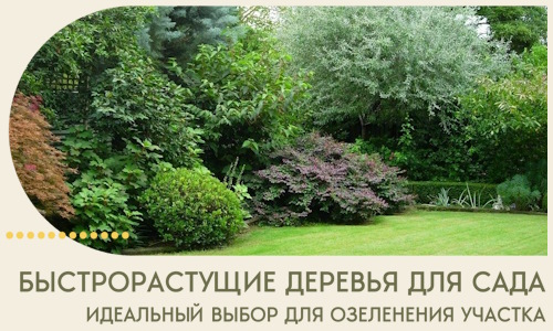 Быстрорастущие деревья для сада идеальный выбор в Зеленодольске